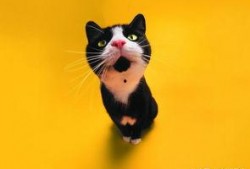 娱乐吃瓜君猫生气歌,萌宠音乐新潮流