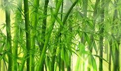 娱乐吃瓜酱竹子的生长速度