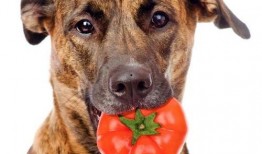 娱乐吃瓜菌狗狗视频,萌宠视频里的欢乐时光