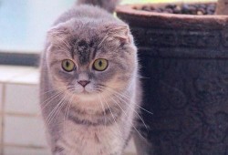 娱乐吃瓜君和折耳猫,揭秘娱乐圈的萌宠故事