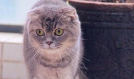 娱乐吃瓜君和折耳猫,揭秘娱乐圈的萌宠故事