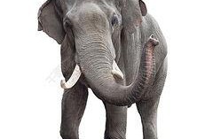 娱乐吃瓜酱大象鼻子,揭秘娱乐圈的神秘面纱