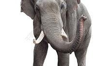 娱乐吃瓜酱大象鼻子,揭秘娱乐圈的神秘面纱