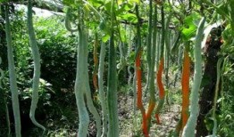 娱乐吃瓜酱竹子的生长速度