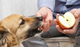 娱乐吃瓜菌狗狗视频,萌宠视频里的欢乐时光