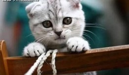 娱乐吃瓜君和折耳猫,揭秘娱乐圈的萌宠故事