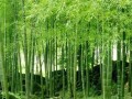 娱乐吃瓜酱竹子的生长速度