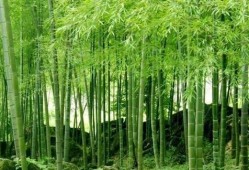 娱乐吃瓜酱竹子的生长速度