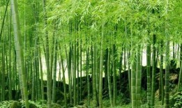 娱乐吃瓜酱竹子的生长速度