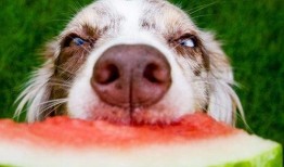 娱乐吃瓜菌狗狗视频,萌宠视频里的欢乐时光