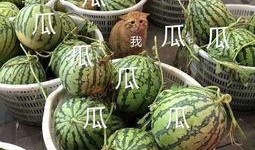 娱乐吃瓜头像图片