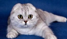 娱乐吃瓜君和折耳猫,揭秘娱乐圈的萌宠故事